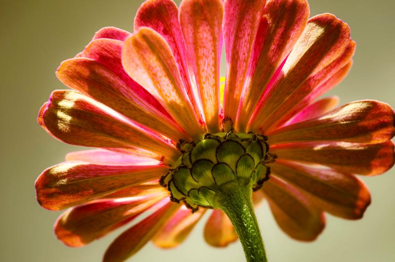 nikon nikkor pc-e micro 85mm f/2.8d